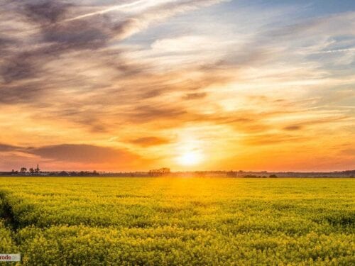 Rapsfeld mit Sonnenuntergang