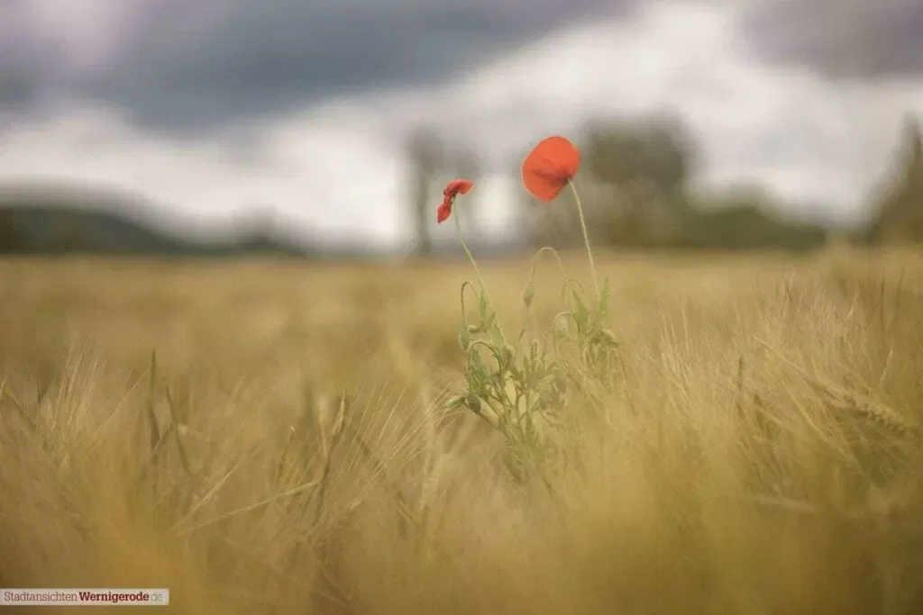 fade away (Mohn im Feld)