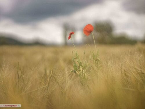 fade away (Mohn im Feld)