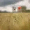 fade away (Mohn im Feld)