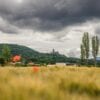 Mohn und Schloß