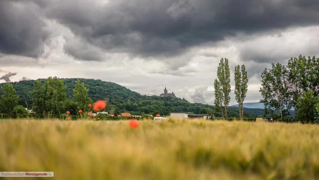 Mohn und Schloß