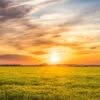 Rapsfeld mit Sonnenuntergang
