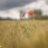 fade away (Mohn im Feld)
