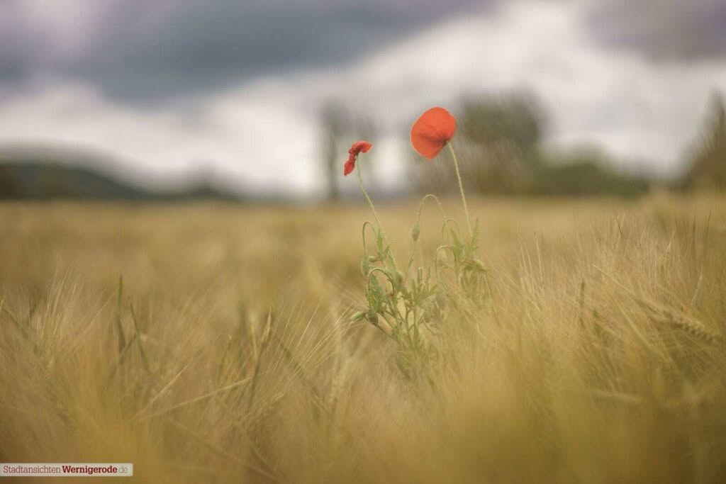 fade away (Mohn im Feld)